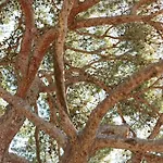 Hoteliere Le Provencal A Giens - Bord De *