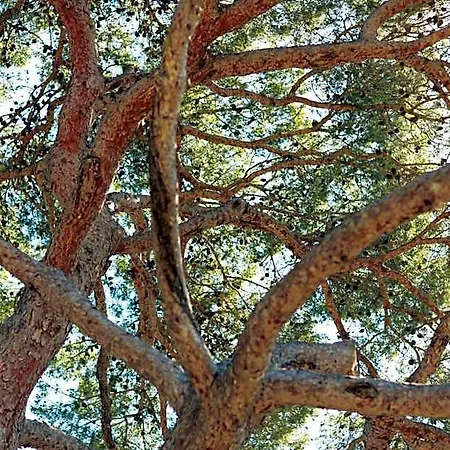 Hoteliere Le Provencal A Giens - Bord De Hyeres