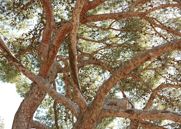 Hoteliere Le Provencal A Giens - Bord De *